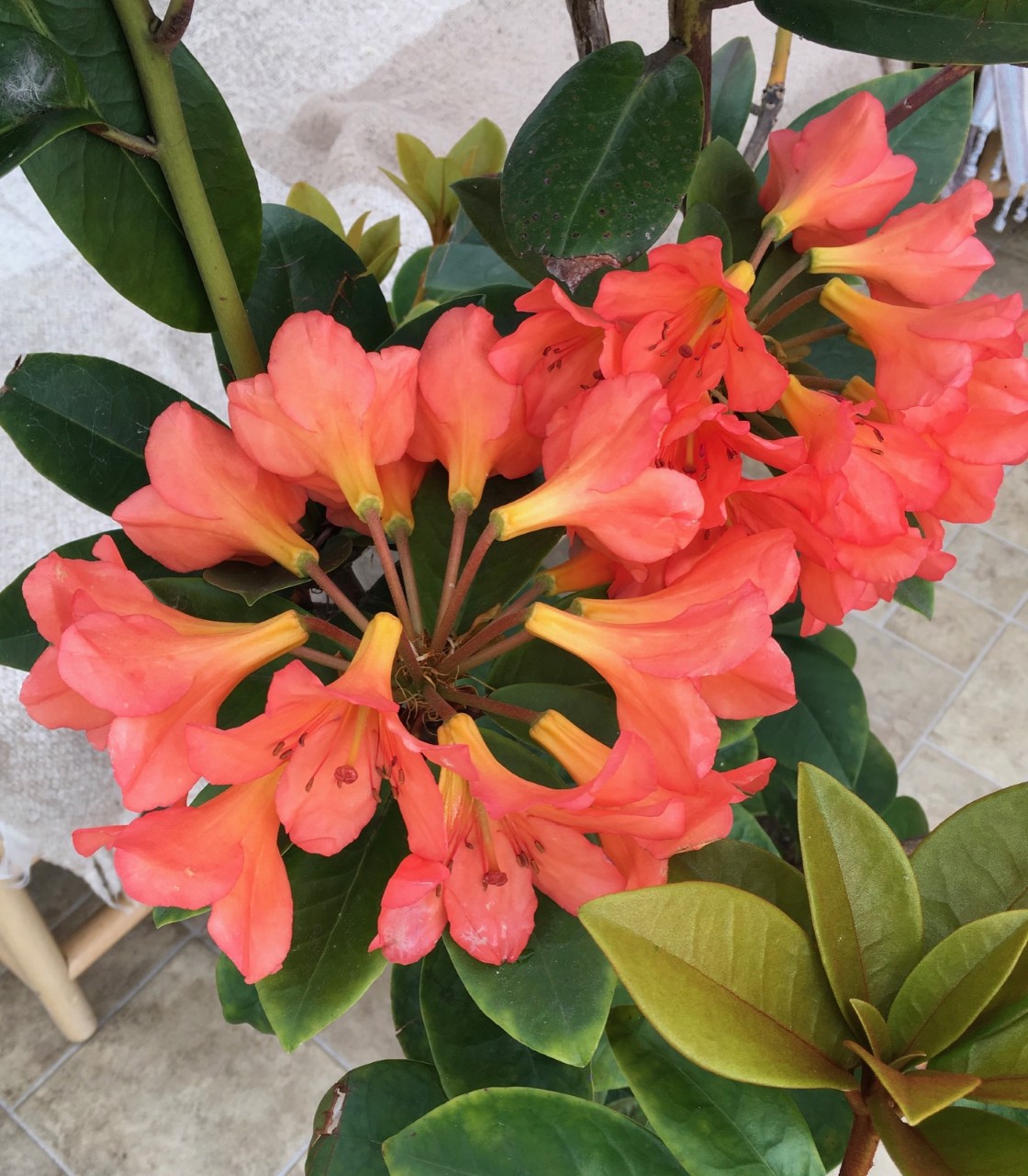 Unknown Vireya Hybrid